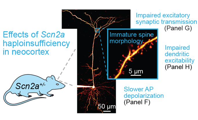 Deficiency of autism-related Scn2a gene in mice disrupts sleep patterns and circadian rhythms