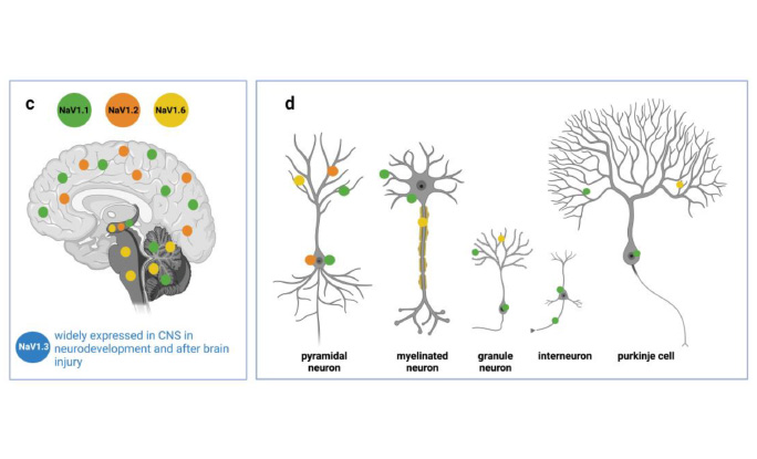 Deficiency of autism-related Scn2a gene in mice disrupts sleep patterns and circadian rhythms