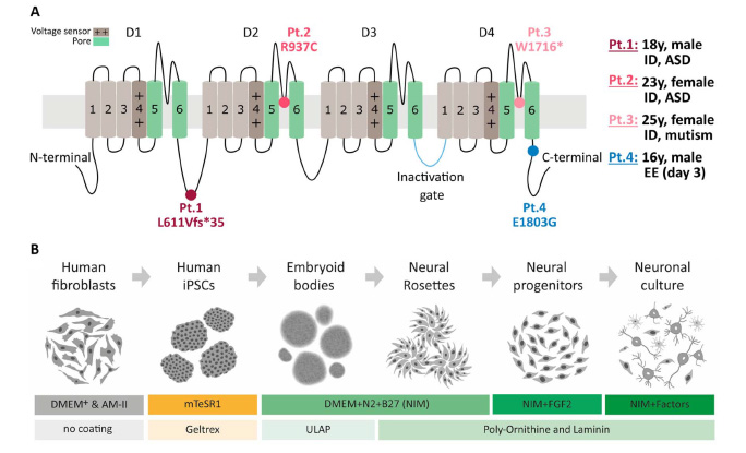 Deficiency of autism-related Scn2a gene in mice disrupts sleep patterns and circadian rhythms