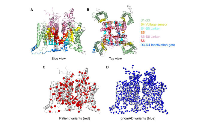 Deficiency of autism-related Scn2a gene in mice disrupts sleep patterns and circadian rhythms