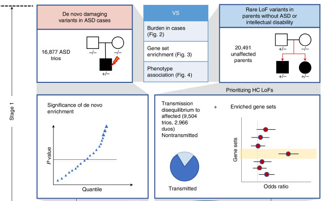Deficiency of autism-related Scn2a gene in mice disrupts sleep patterns and circadian rhythms