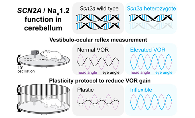 Impaired cerebellar plasticity hypersensitizes sensory reflexes in SCN2A-associated ASD