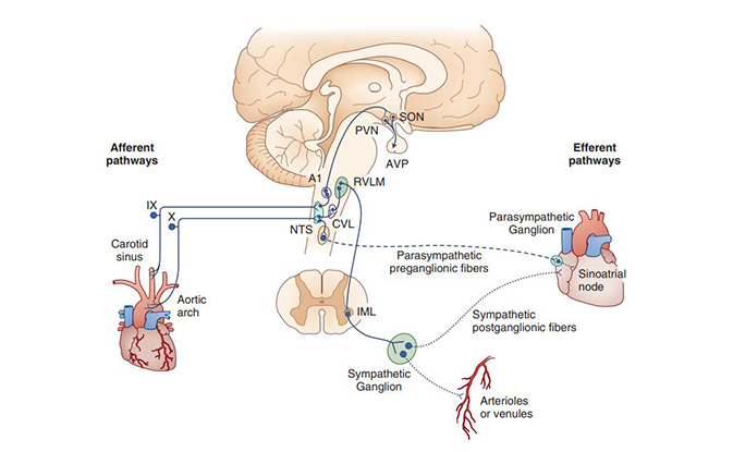 Disorders of the Autonomic Nervous System: Autonomic Dysfunction in Pediatric Practice