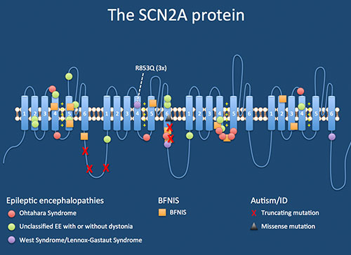 scn2a gene